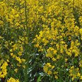 Feld mit blühendem Raps