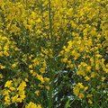Feld mit blühendem Raps