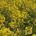 Feld mit blühendem Raps