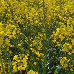 Feld mit blühendem Raps