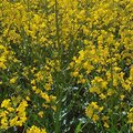 Feld mit blühendem Raps