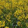Feld mit blühendem Raps