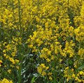 Feld mit blühendem Raps