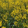Feld mit blühendem Raps