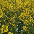 Feld mit blühendem Raps