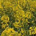 Feld mit blühendem Raps