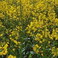 Feld mit blühendem Raps