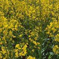 Feld mit blühendem Raps