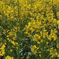 Feld mit blühendem Raps
