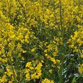 Feld mit blühendem Raps
