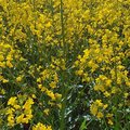 Feld mit blühendem Raps