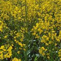 Feld mit blühendem Raps