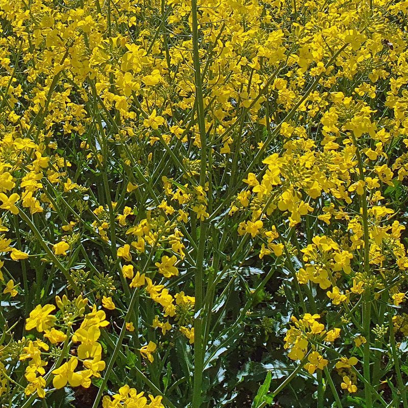 Feld mit blühendem Raps