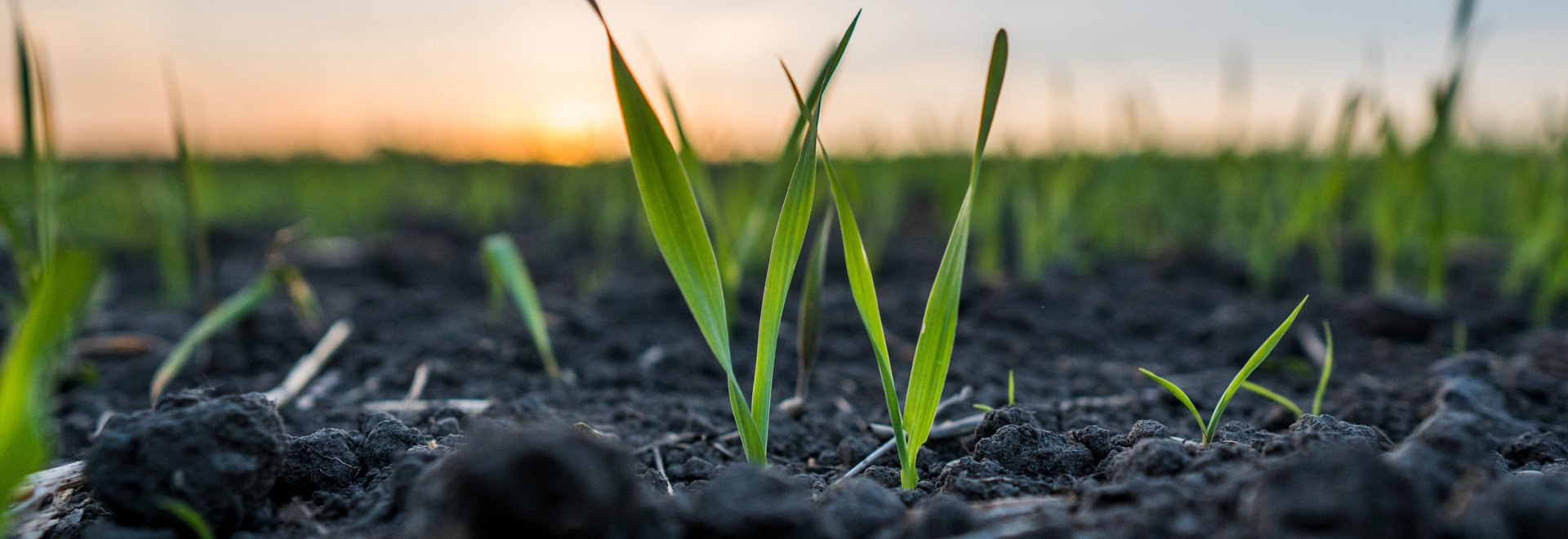 Kleine Geitreidepfanze bei Sonnenuntergang