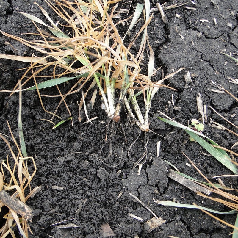 Zwei B&uuml;schel Getreide oberhalb der Erde mit verk&uuml;rzten Wurzeln. Risse in der Erde im Hintergrund.