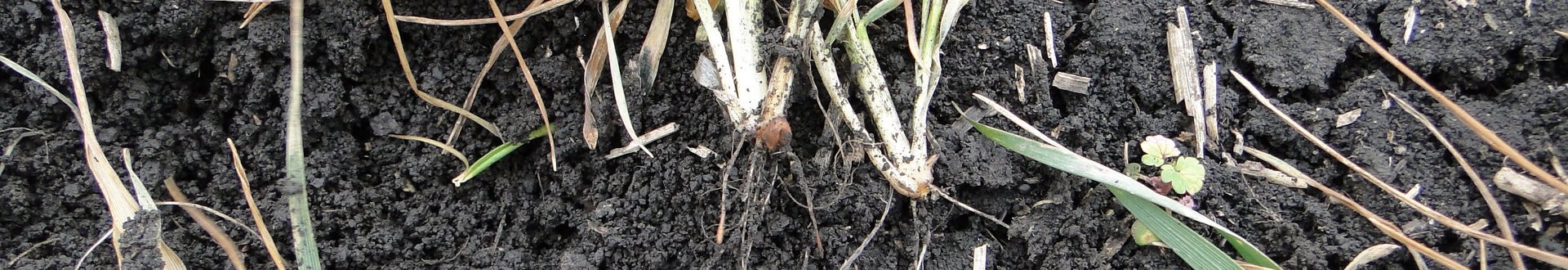 Zwei B&uuml;schel Getreide oberhalb der Erde mit verk&uuml;rzten Wurzeln. Risse in der Erde im Hintergrund.