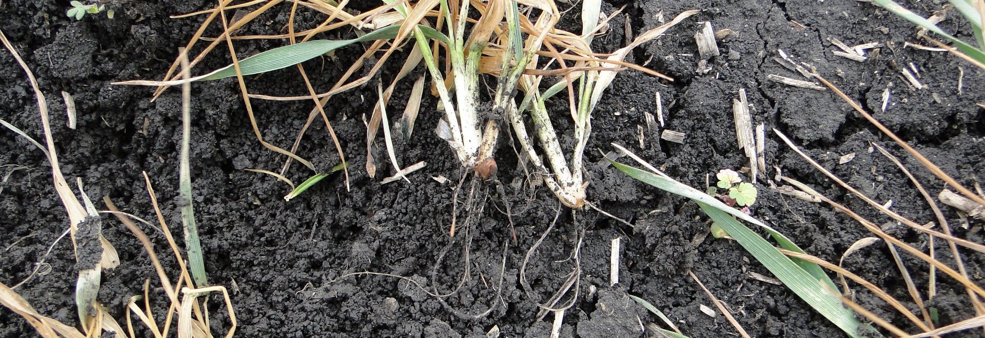 Zwei B&uuml;schel Getreide oberhalb der Erde mit verk&uuml;rzten Wurzeln. Risse in der Erde im Hintergrund.