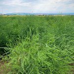 Grüne Spargelpflanze kurz vor der Blüte im Sonnenlicht.