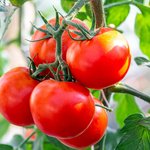 Reife Tomaten Nahaufnahme von reifen Tomaten