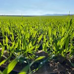Gerstenfeld Jungpflanzen Gerstenfeld mit noch jungen, gruenen Pflanzen