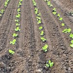 Kleine grüne Chinakohl Pflanzen frisch verpflanzt auf einem Feld.