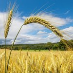 Gerstenfeld Zwei Ähren der Gerste gross im Vordergrund, im Hintergrund Gerste Feld und Himmel