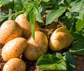 Kartoffelpflanze und bereits geerntete Kartoffeln