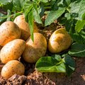 Kartoffelpflanze und bereits geerntete Kartoffeln