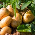 Kartoffelpflanze und bereits geerntete Kartoffeln