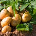 Kartoffelpflanze und bereits geerntete Kartoffeln