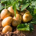 Kartoffelpflanze und bereits geerntete Kartoffeln