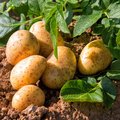 Kartoffelpflanze und bereits geerntete Kartoffeln