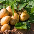 Kartoffelpflanze und bereits geerntete Kartoffeln