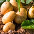 Kultur Ackerbau – Kartoffeln Kartoffelpflanze und bereits geerntete Kartoffeln
