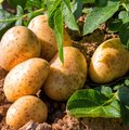Kartoffelpflanze und bereits geerntete Kartoffeln
