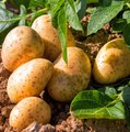 Kartoffelpflanze und bereits geerntete Kartoffeln