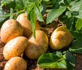 Kartoffelpflanze und bereits geerntete Kartoffeln