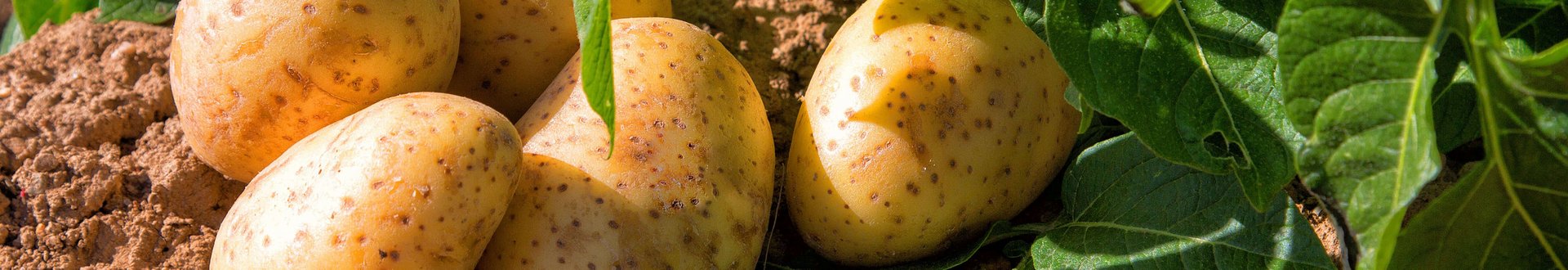 Kartoffelpflanze und bereits geerntete Kartoffeln