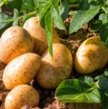 Kartoffelpflanze und bereits geerntete Kartoffeln