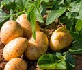 Kartoffelpflanze und bereits geerntete Kartoffeln