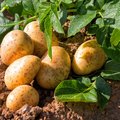 Kartoffelpflanze und bereits geerntete Kartoffeln