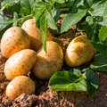 Kartoffelpflanze und bereits geerntete Kartoffeln