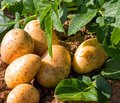 Kartoffelpflanze und bereits geerntete Kartoffeln