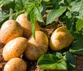 Kartoffelpflanze und bereits geerntete Kartoffeln