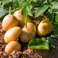 Kartoffelpflanze und bereits geerntete Kartoffeln