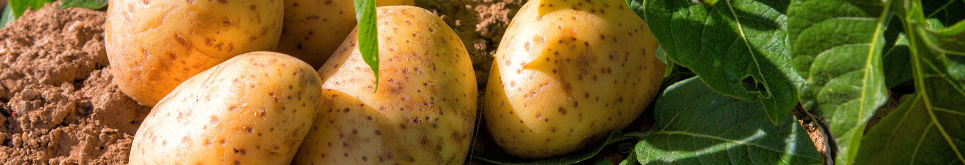 Kartoffelpflanze und bereits geerntete Kartoffeln
