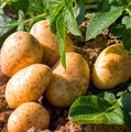 Kartoffelpflanze und bereits geerntete Kartoffeln