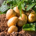 Kultur Ackerbau – Kartoffeln Kartoffelpflanze und bereits geerntete Kartoffeln