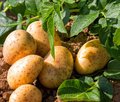 Kartoffelpflanze und bereits geerntete Kartoffeln