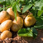 Kartoffelpflanze und bereits geerntete Kartoffeln